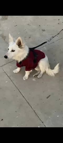 Japanese Spitz