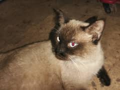 best quality breed siamese cat.