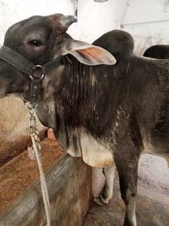 cow male