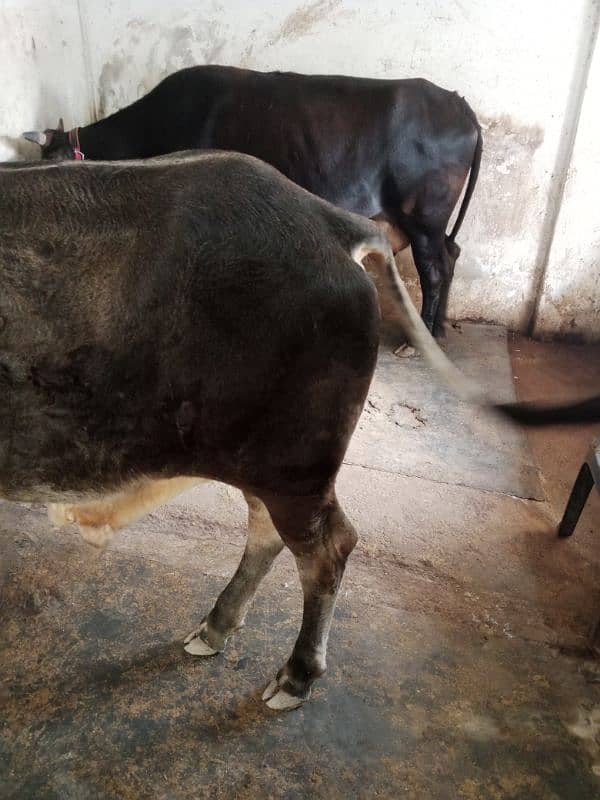 cow male 3