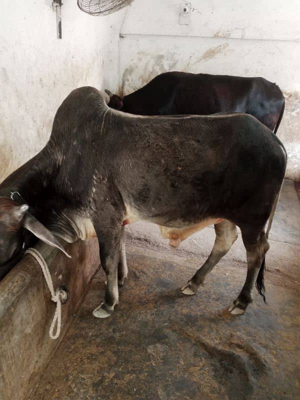 cow male 4