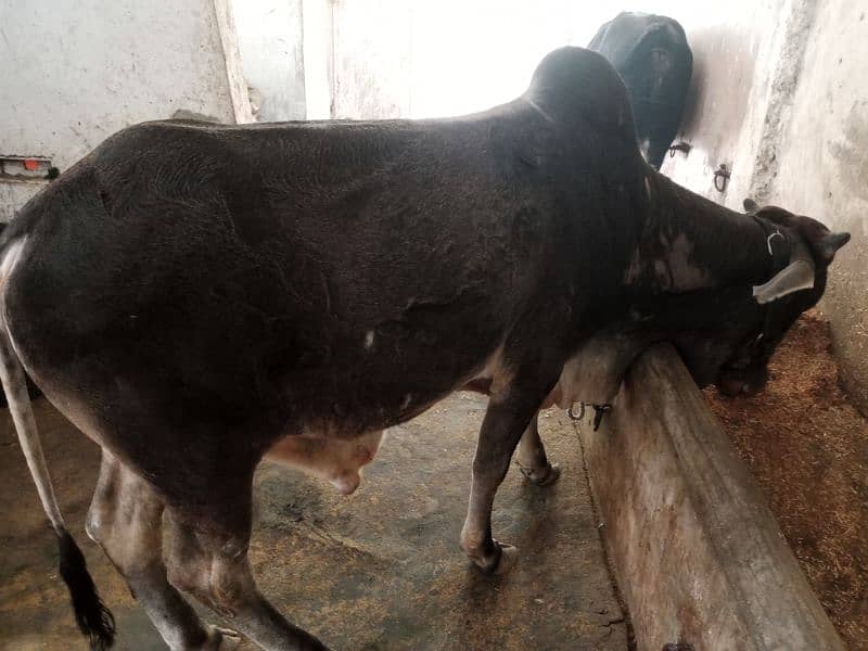 cow male 5