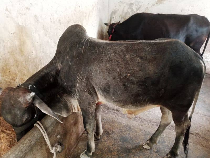 cow male 6