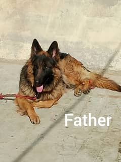 GERMAN SHEPHERD PUPPIES