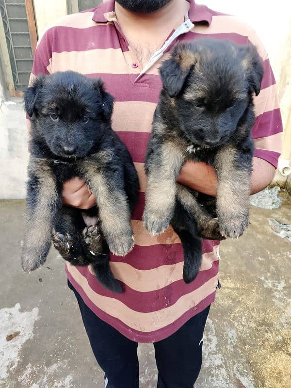 GERMAN SHEPHERD PUPPIES 3