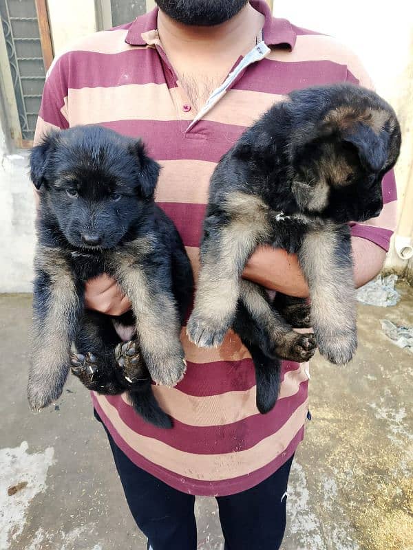 GERMAN SHEPHERD PUPPIES 4