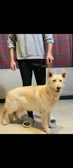 pedigree white gsd breeder female