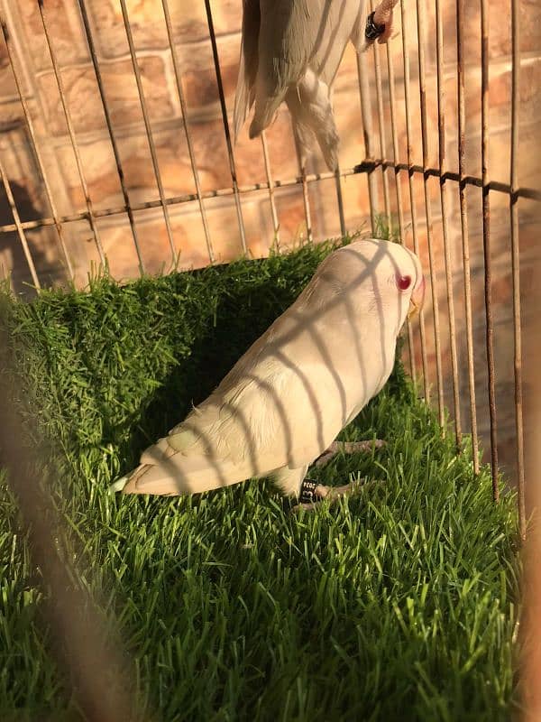 breeder Albino red eyes ring birds with DNA certificate males and pair 0