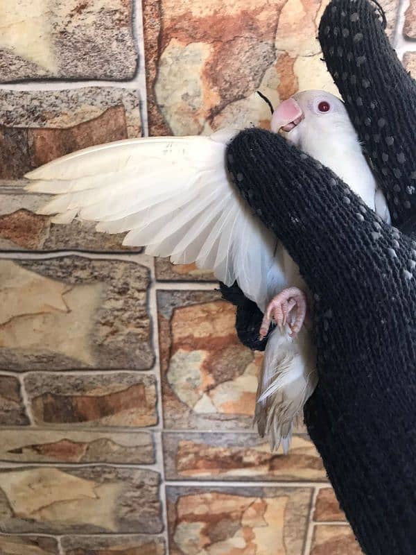 breeder Albino red eyes ring birds with DNA certificate males and pair 7