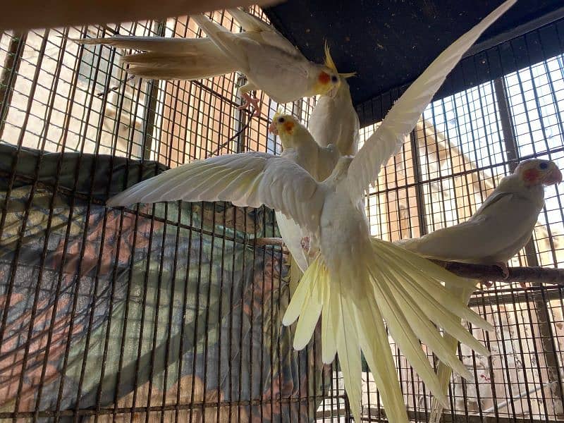 breeder Albino red eyes ring birds with DNA certificate males and pair 8