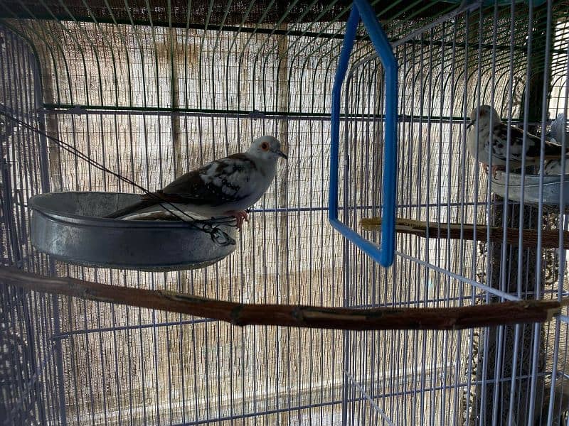 breeder Albino red eyes ring birds with DNA certificate males and pair 10