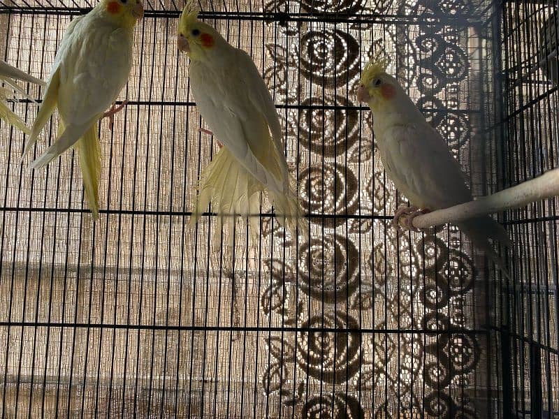 breeder Albino red eyes ring birds with DNA certificate males and pair 12