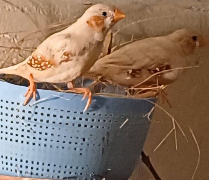 mutation finches 0