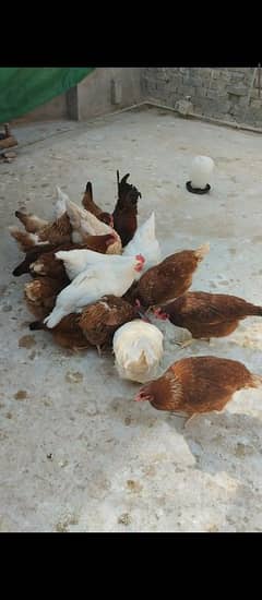 egg laying hens for sale