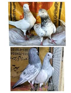 pigeons sleta / lakha