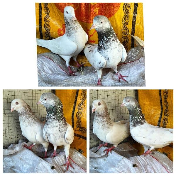 pigeons breeder pair sleta / lakha 1