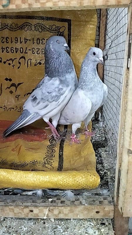 pigeons breeder pair sleta / lakha 2