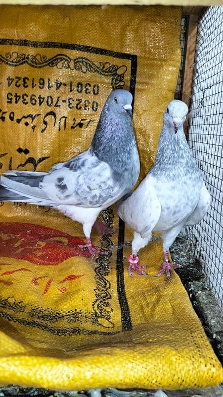 pigeons breeder pair sleta / lakha 3