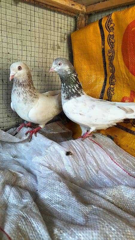 pigeons breeder pair sleta / lakha 4