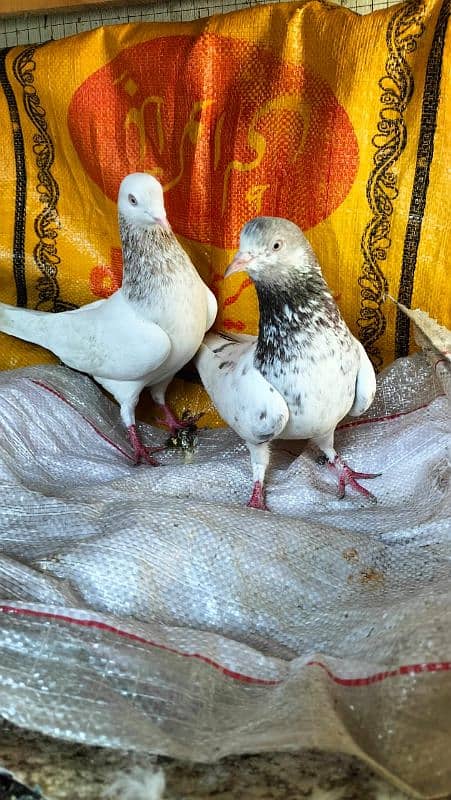 pigeons breeder pair sleta / lakha 5