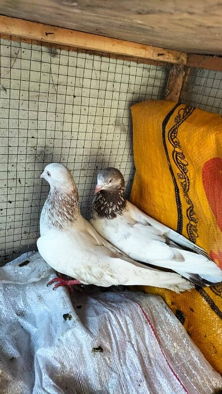 pigeons breeder pair sleta / lakha 6