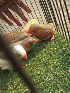 mix variety of finches