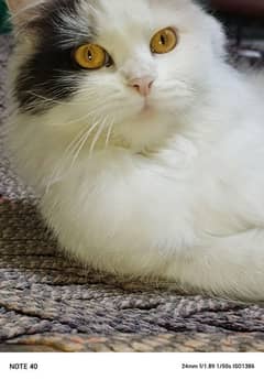 Persian cat