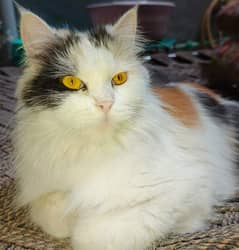 Persian cat