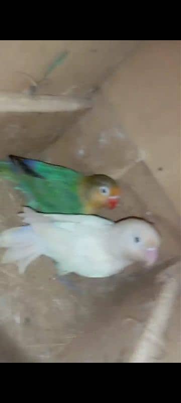 Beautiful Love birds pair Exchange 2