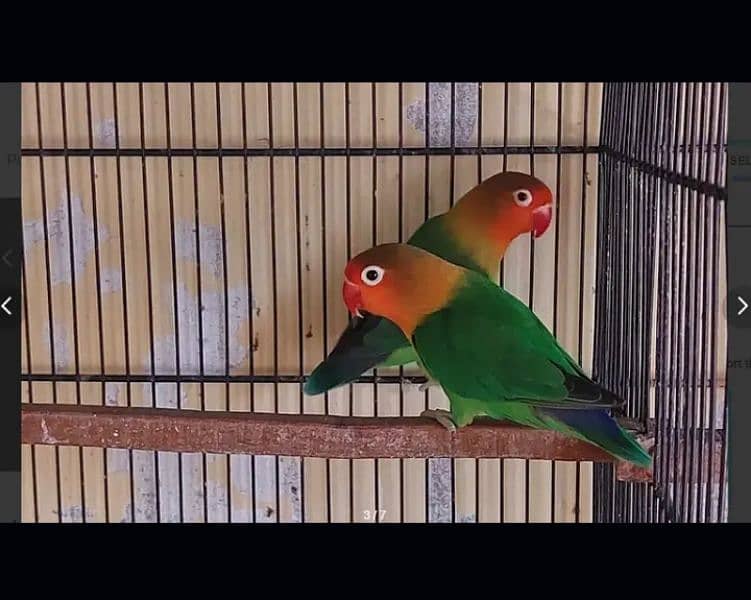 Beautiful Love birds pair Exchange 4