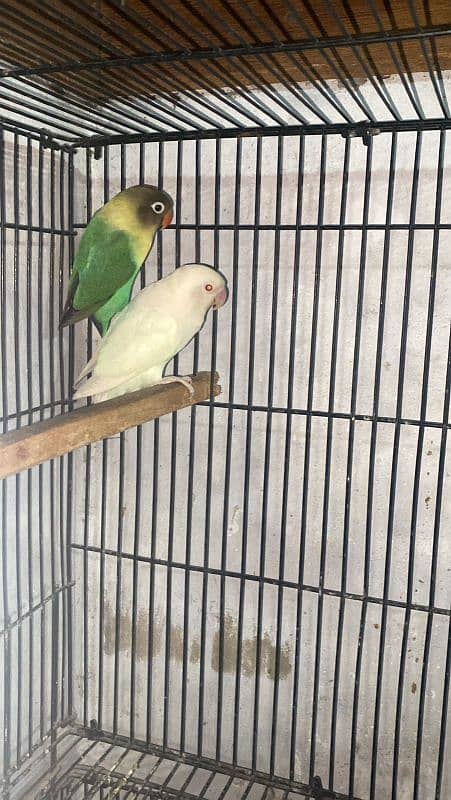 Beautiful Love birds pair Exchange 6