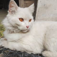 triple coated male Persian cat