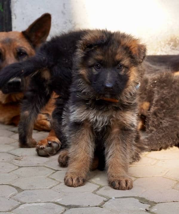 GSD puppies, long coat, top quality, for sale. 1