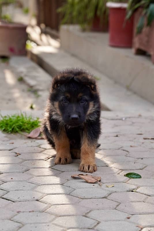 GSD puppies, long coat, top quality, for sale. 3