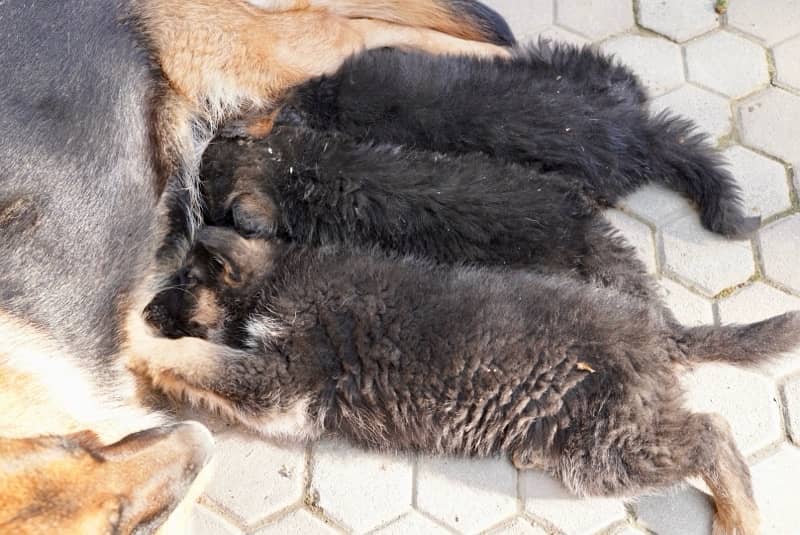 GSD puppies, long coat, top quality, for sale. 5