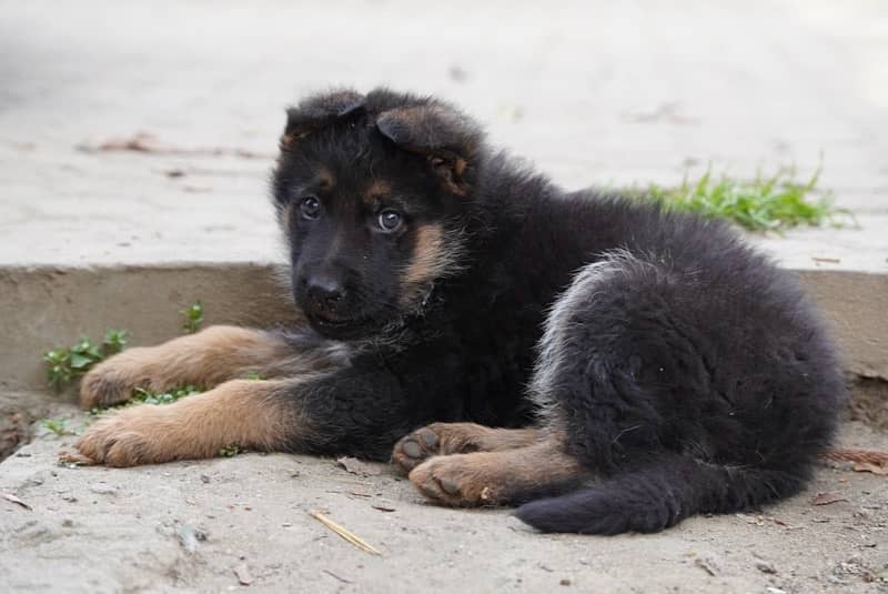 GSD puppies, long coat, top quality, for sale. 7