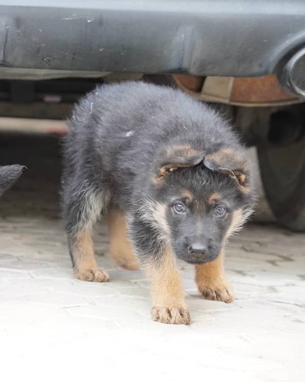 GSD puppies, long coat, top quality, for sale. 8