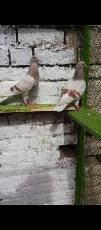 Read barr or blue barr raser baby pigeon or aseel baby pigeon all bree