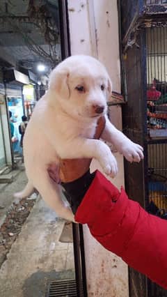 Labrador puppys