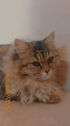 triple coated persian cat want to sell it urgent .