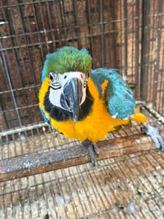 Blue & Gold Macaw