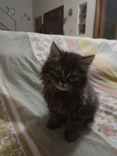 grey white mix persian kitten