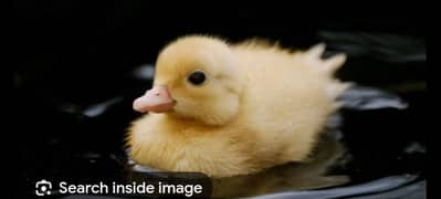 Duckling cute baby chicks