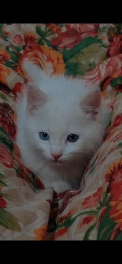 Persian kitten with odd eyes