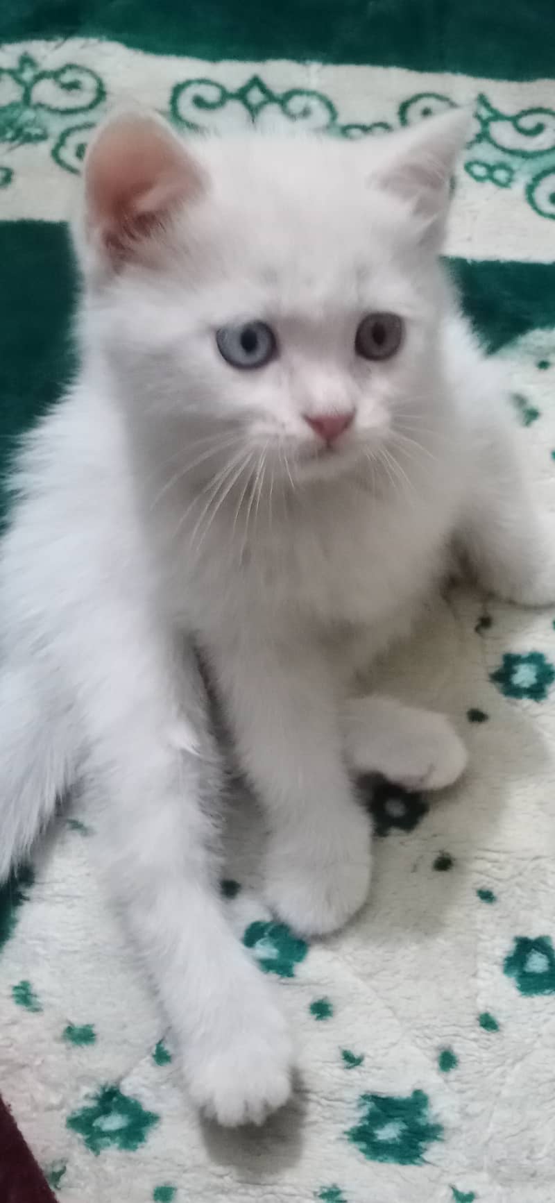 Persian kitten with odd eyes 3