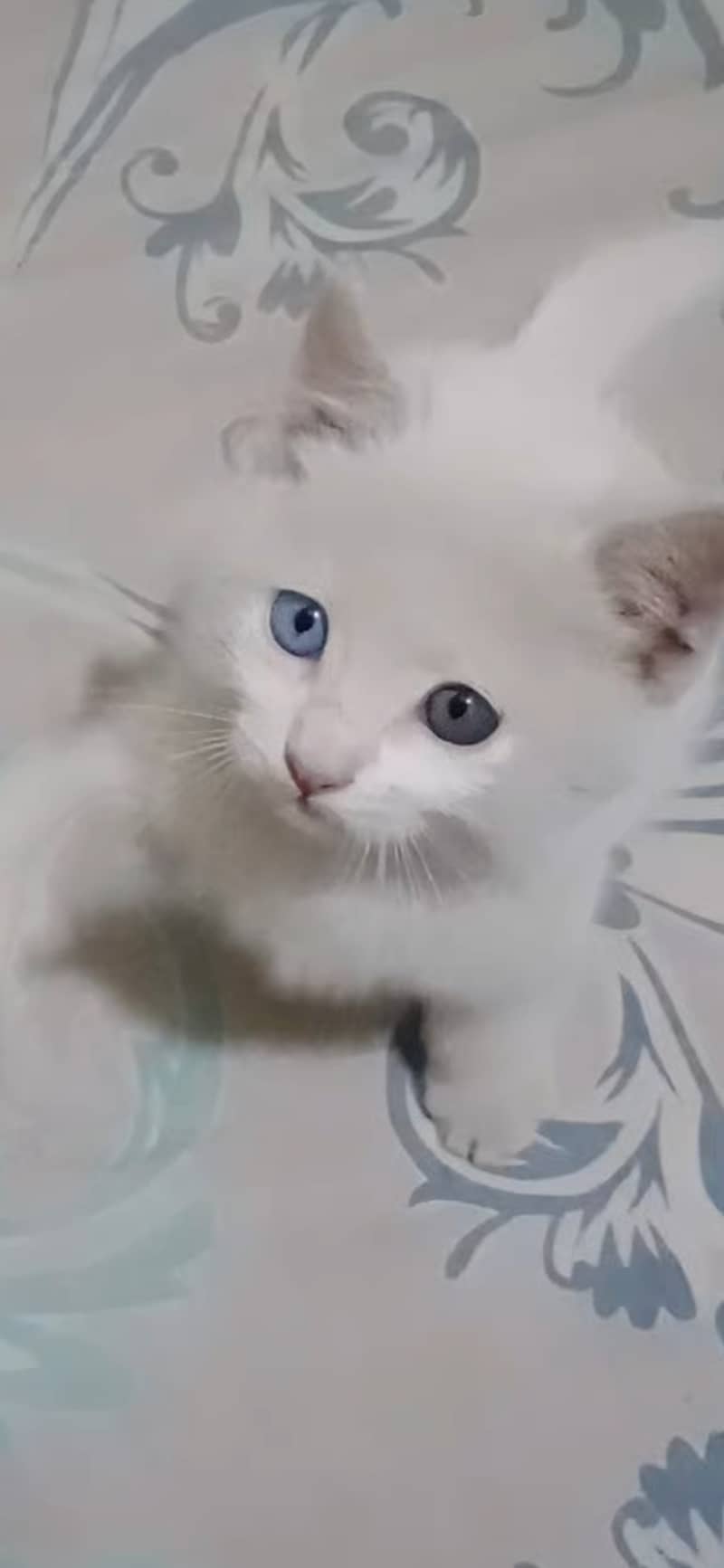 Persian kitten with odd eyes 4