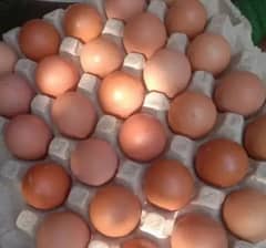 desi egg for sale