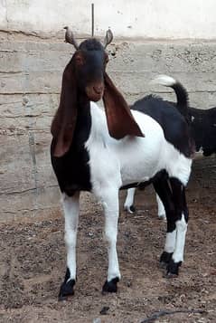 BAKRA