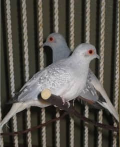 China Dove + Cockatiel + Khumra