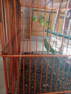 Green parrot